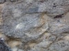 7 super close up of coral in Plymouth limestone Clarence building